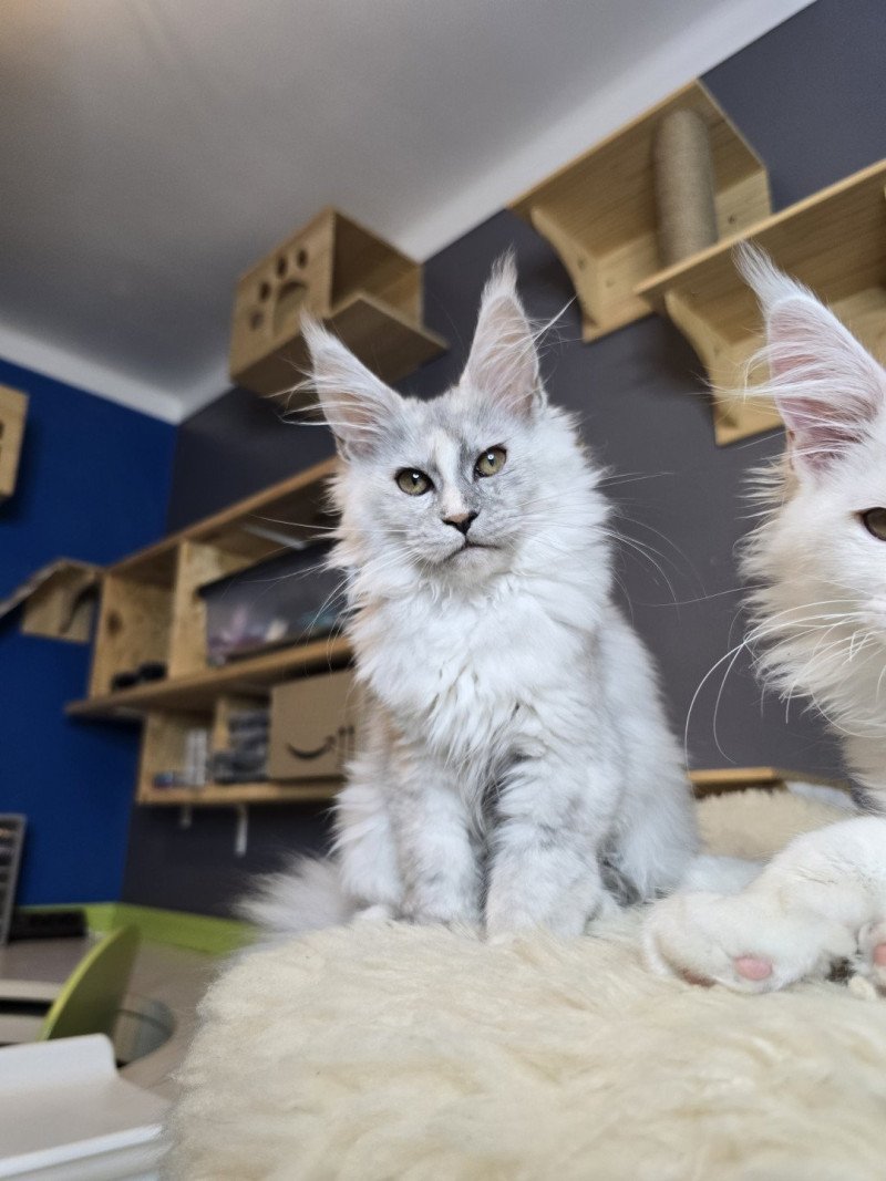 VANILLE de L'Or sauvage Femelle Maine coon