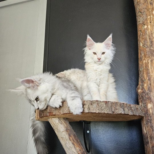 chaton Maine coon red silver mackerel tabby Whisky Maine Coon de L'Or sauvage