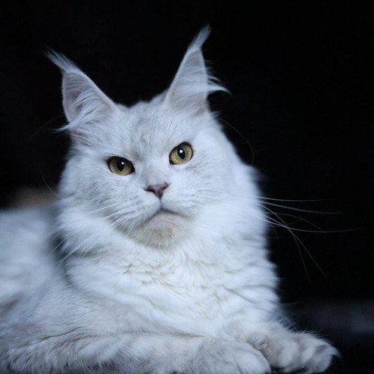 chat Maine coon blue tortie silver shaded WHITE ROCK'S THALIOPE Elevage de maine coon L'Or sauvage