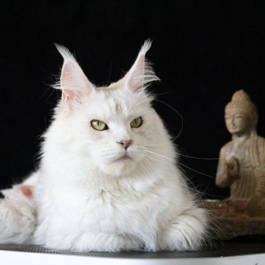 chat Maine coon blue tortie silver shaded WHITE ROCK'S THALIOPE Elevage de maine coon L'Or sauvage