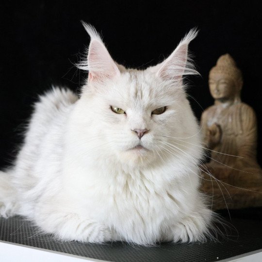 chat Maine coon blue tortie silver shaded WHITE ROCK'S THALIOPE Elevage de maine coon L'Or sauvage