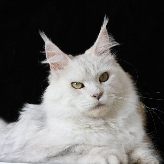 WHITE ROCK'S THALIOPE Femelle Maine coon