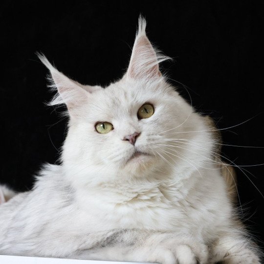 chat Maine coon blue tortie silver shaded WHITE ROCK'S THALIOPE Elevage de maine coon L'Or sauvage