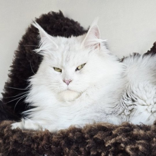 WHITE ROCK'S THALIOPE Femelle Maine coon