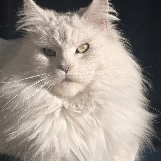 WHITE ROCK'S THALIOPE Femelle Maine coon