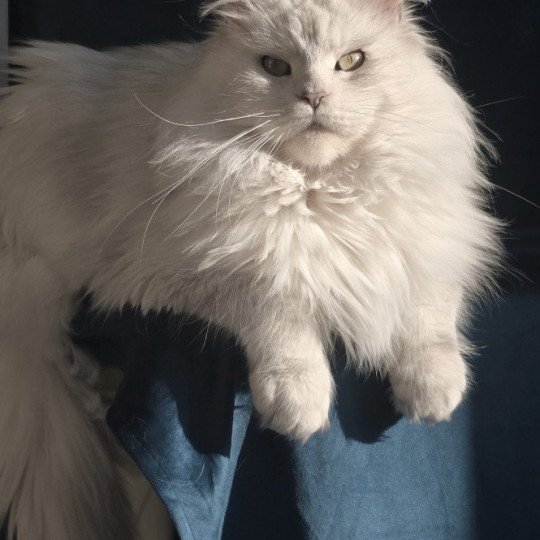 chat Maine coon blue tortie silver shaded WHITE ROCK'S THALIOPE Elevage de maine coon L'Or sauvage