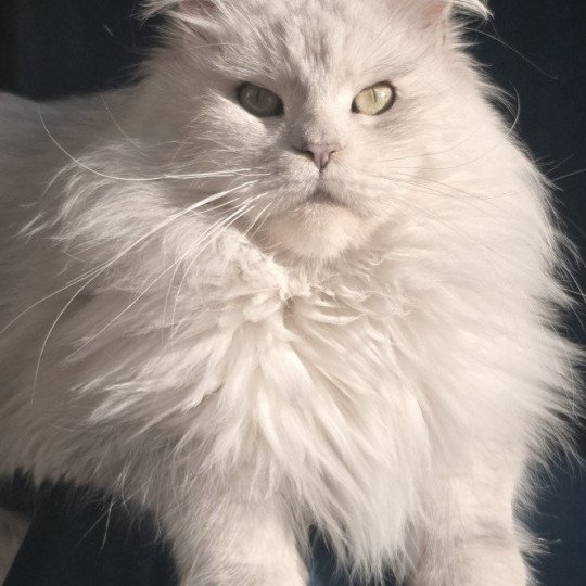 chat Maine coon blue tortie silver shaded WHITE ROCK'S THALIOPE Elevage de maine coon L'Or sauvage