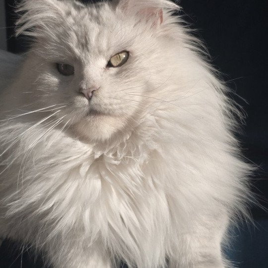 chat Maine coon blue tortie silver shaded WHITE ROCK'S THALIOPE Elevage de maine coon L'Or sauvage