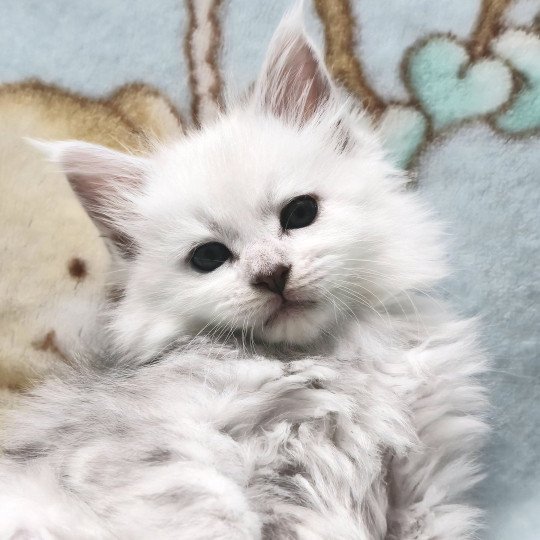 chaton Maine coon black silver shell Wilma Elevage de maine coon L'Or sauvage