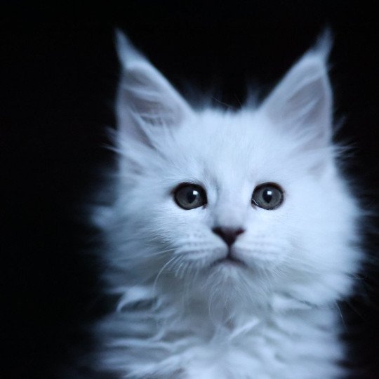 chaton Maine coon black silver shell Wilma Elevage de maine coon L'Or sauvage