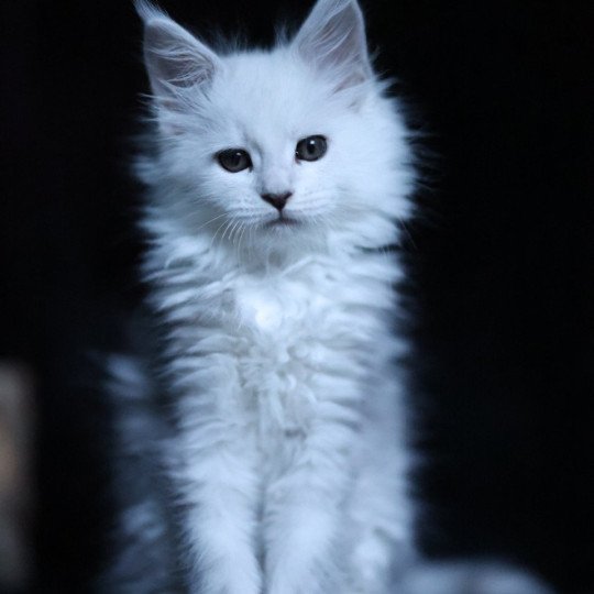 chaton Maine coon black silver shell Wilma Elevage de maine coon L'Or sauvage