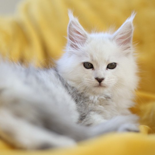 chaton Maine coon black silver shell Wilma Elevage de maine coon L'Or sauvage