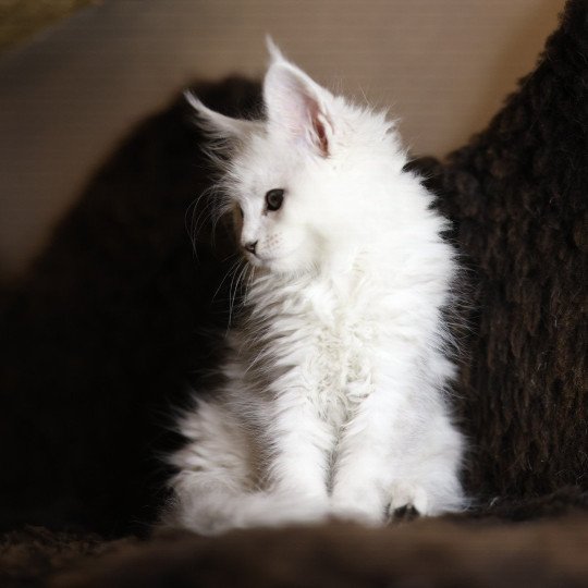 chaton Maine coon black silver shell Wilma Elevage de maine coon L'Or sauvage