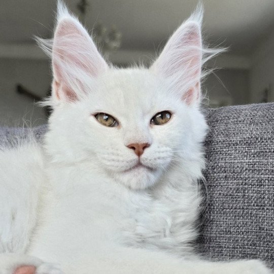 chaton Maine coon red silver shaded WOOKIE Elevage de maine coon L'Or sauvage