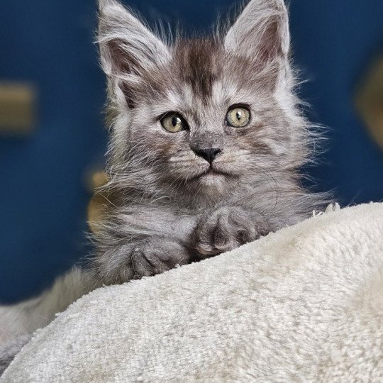 chaton Maine coon black silver mackerel tabby XENA Elevage de maine coon L'Or sauvage