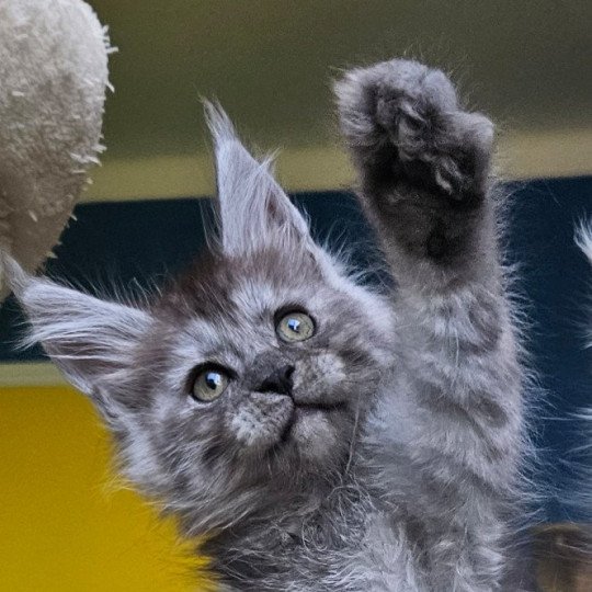 chaton Maine coon black silver mackerel tabby XENA Elevage de maine coon L'Or sauvage