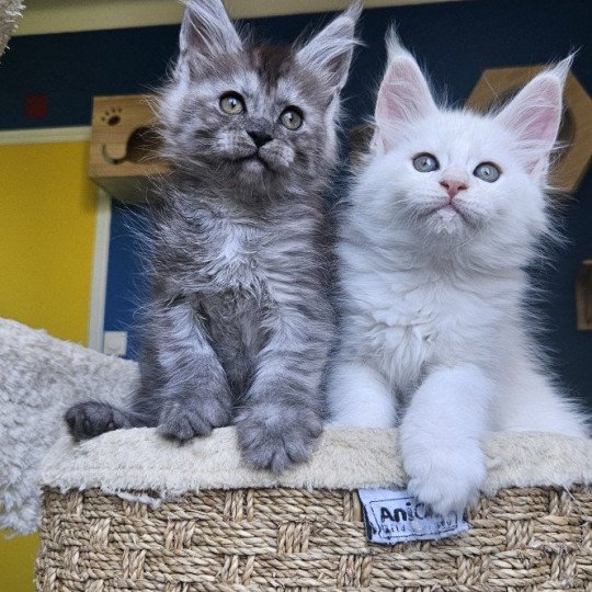 chaton Maine coon black silver mackerel tabby XENA Elevage de maine coon L'Or sauvage