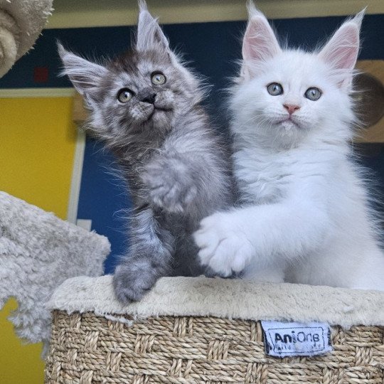 chaton Maine coon black silver mackerel tabby XENA Elevage de maine coon L'Or sauvage