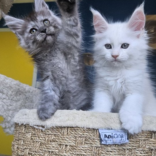 chaton Maine coon black silver mackerel tabby XENA Elevage de maine coon L'Or sauvage