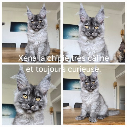 chaton Maine coon black silver mackerel tabby XENA Elevage de maine coon L'Or sauvage