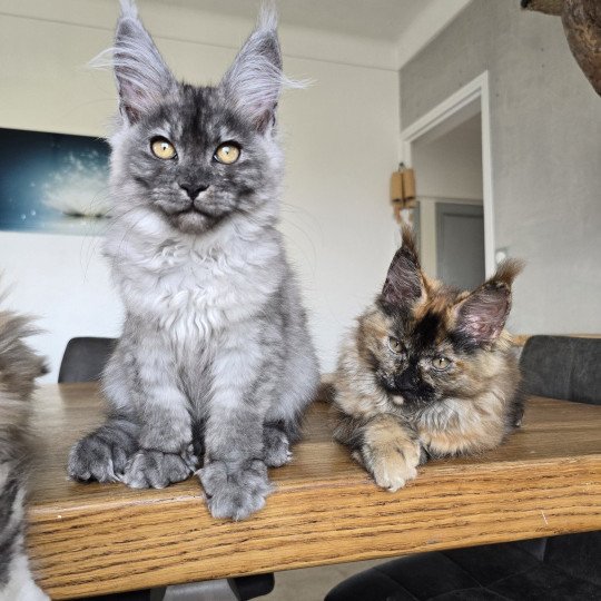 chaton Maine coon black silver mackerel tabby XENA Elevage de maine coon L'Or sauvage