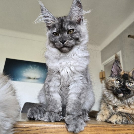 chaton Maine coon black silver mackerel tabby XENA Elevage de maine coon L'Or sauvage