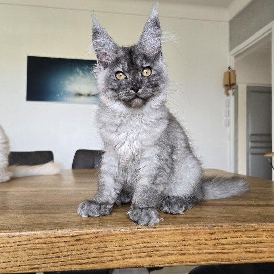 chaton Maine coon black silver mackerel tabby XENA Elevage de maine coon L'Or sauvage