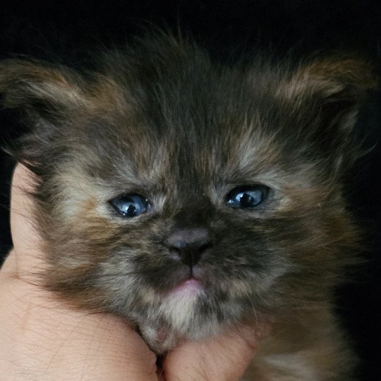chaton Maine coon black tortie XERES Maine Coon de L'Or sauvage