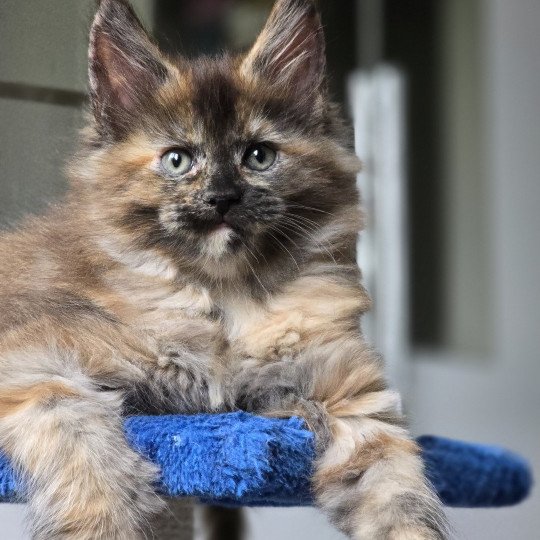 chaton Maine coon black tortie XENIKAMON Elevage de maine coon L'Or sauvage