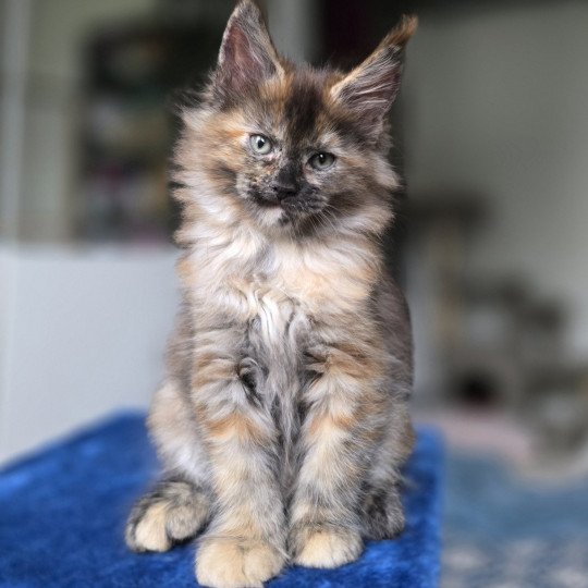 chaton Maine coon black tortie XENIKAMON Elevage de maine coon L'Or sauvage