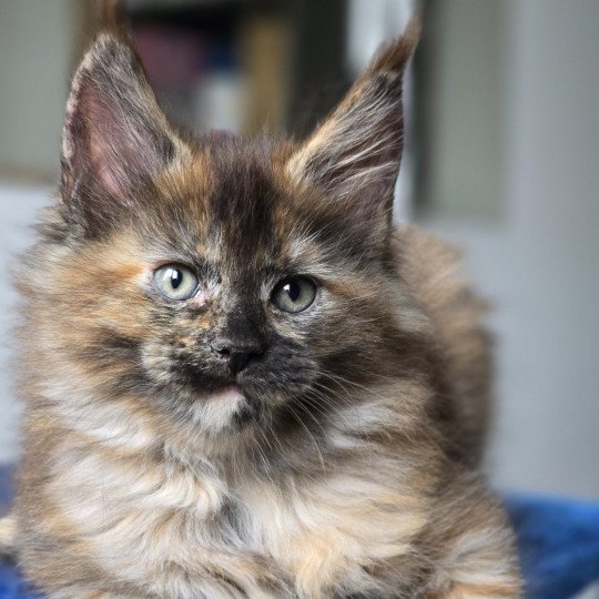 chaton Maine coon black tortie XENIKAMON Elevage de maine coon L'Or sauvage