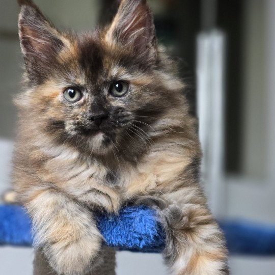 chaton Maine coon black tortie XENIKAMON Elevage de maine coon L'Or sauvage