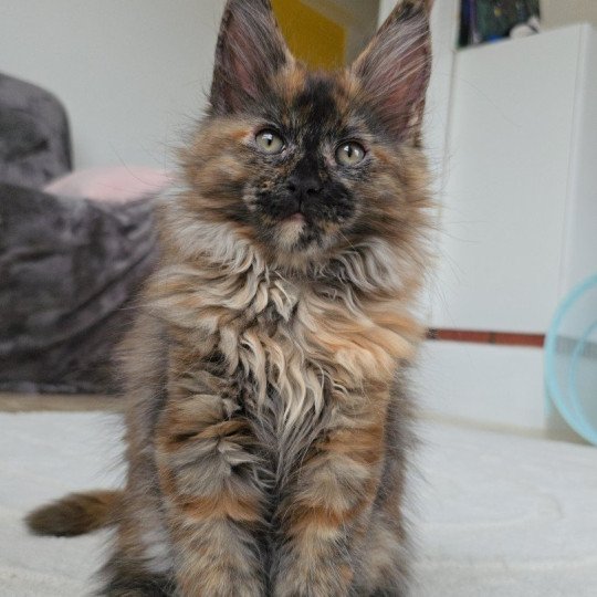 chaton Maine coon black tortie XENIKAMON Elevage de maine coon L'Or sauvage