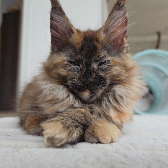 chaton Maine coon black tortie XENIKAMON Elevage de maine coon L'Or sauvage