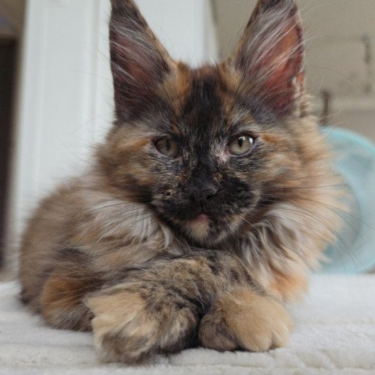 chaton Maine coon black tortie XENIKAMON Elevage de maine coon L'Or sauvage