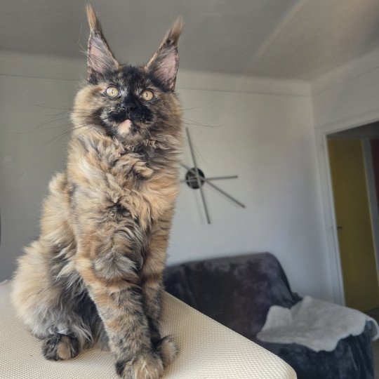 chaton Maine coon black tortie smoke YOKO Elevage de maine coon L'Or sauvage
