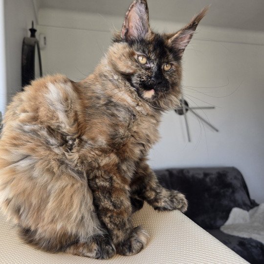 chaton Maine coon black tortie smoke YOKO Elevage de maine coon L'Or sauvage