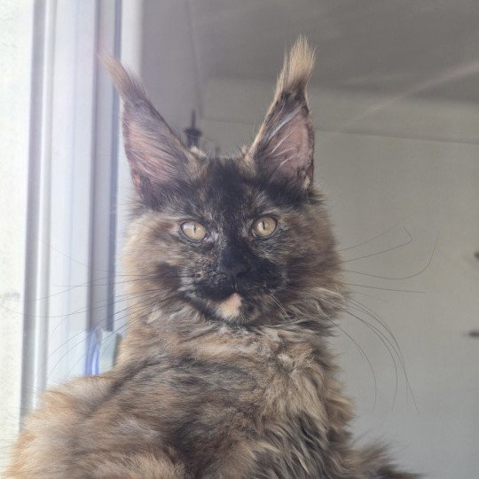 chaton Maine coon black tortie smoke YOKO Elevage de maine coon L'Or sauvage