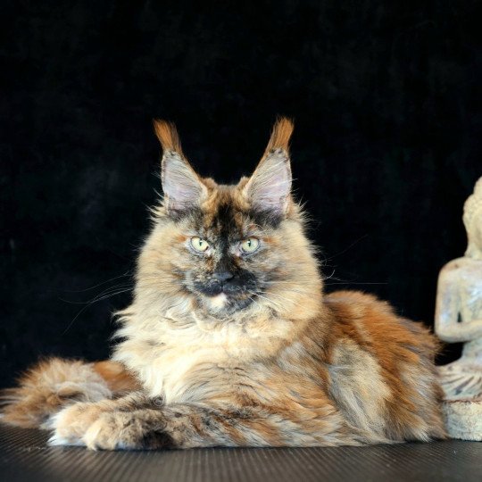 YOKO de L'Or sauvage Femelle Maine coon