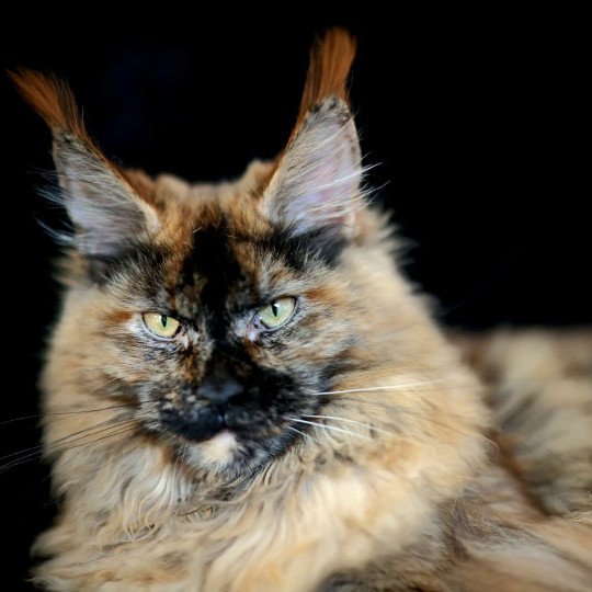 chaton Maine coon black tortie smoke YOKO Elevage de maine coon L'Or sauvage