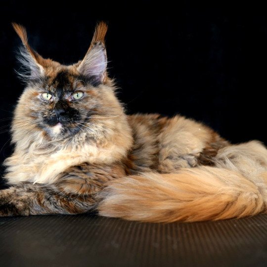 chaton Maine coon black tortie smoke YOKO Elevage de maine coon L'Or sauvage