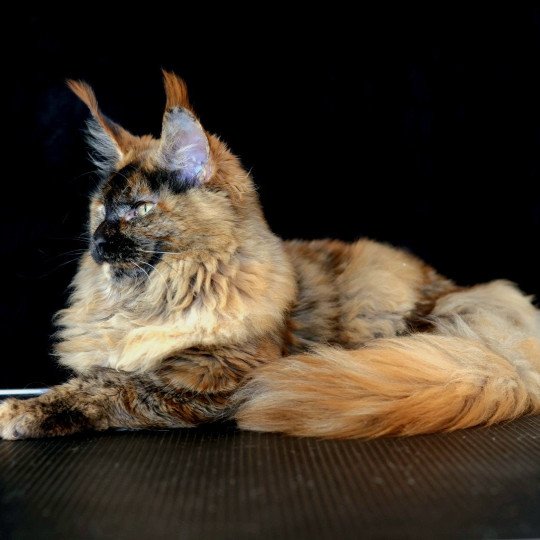 chaton Maine coon black tortie smoke YOKO Elevage de maine coon L'Or sauvage