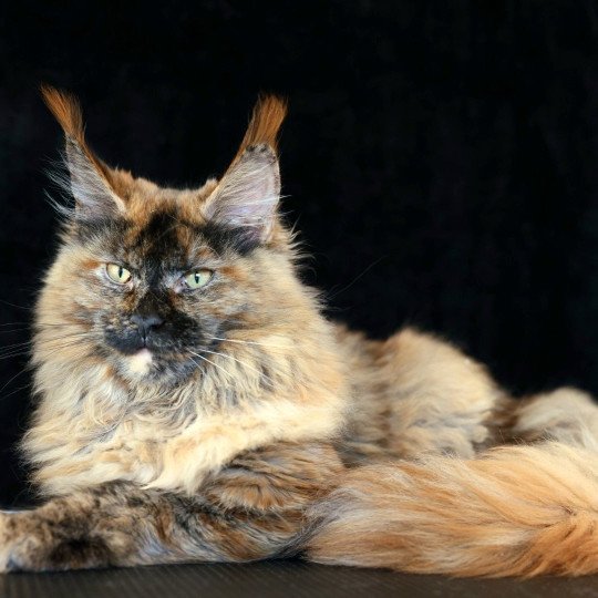 chaton Maine coon black tortie smoke YOKO Elevage de maine coon L'Or sauvage