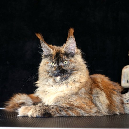 chaton Maine coon black tortie smoke YOKO Elevage de maine coon L'Or sauvage