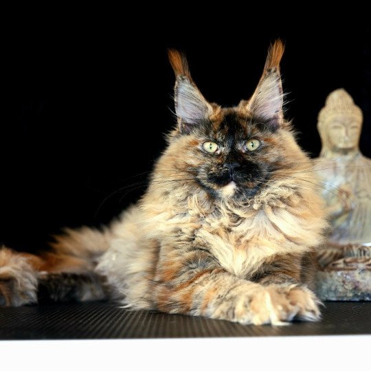 chaton Maine coon black tortie smoke YOKO Elevage de maine coon L'Or sauvage