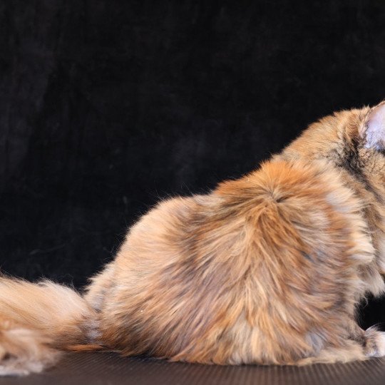 chaton Maine coon black tortie smoke YOKO Elevage de maine coon L'Or sauvage
