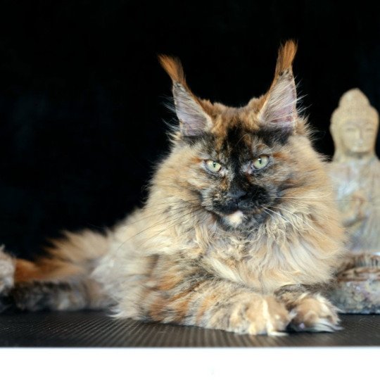 chaton Maine coon black tortie smoke YOKO Elevage de maine coon L'Or sauvage