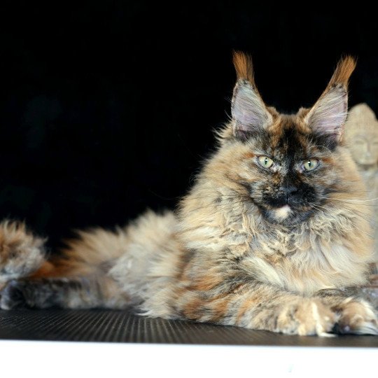 chaton Maine coon black tortie smoke YOKO Elevage de maine coon L'Or sauvage