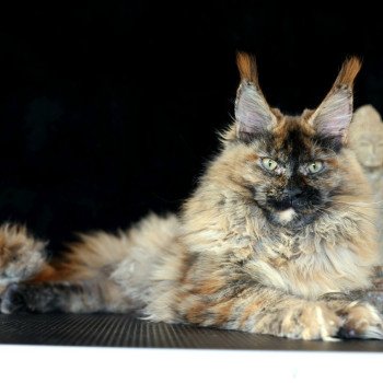 chaton Maine coon black tortie smoke YOKO Elevage de maine coon L'Or sauvage chaton Maine coon black tortie smoke YOKO Elevage de maine coon L'Or sauvage