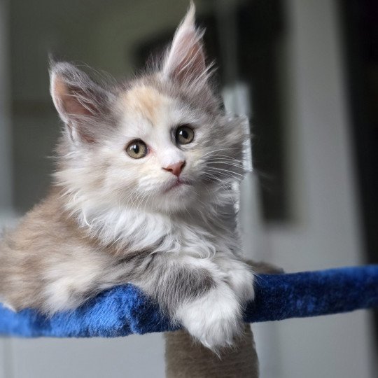 chaton Maine coon black tortie smoke & blanc XENON Elevage de maine coon L'Or sauvage